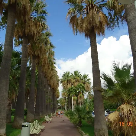 Palm Azur *